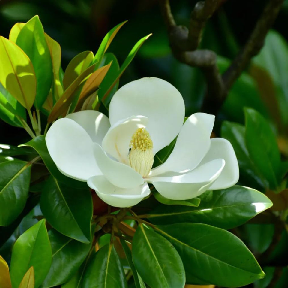 BULBORIUM white Southern Magnolia seeds pack cover, ideal for starting an elegant garden feature.