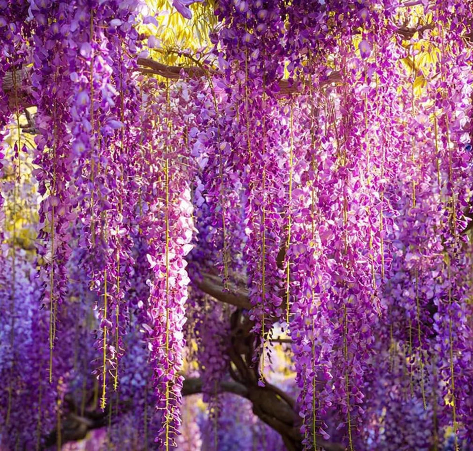 Bulborium wisteria seeds show pendulous flower clusters, ideal for creating dramatic garden trellises.