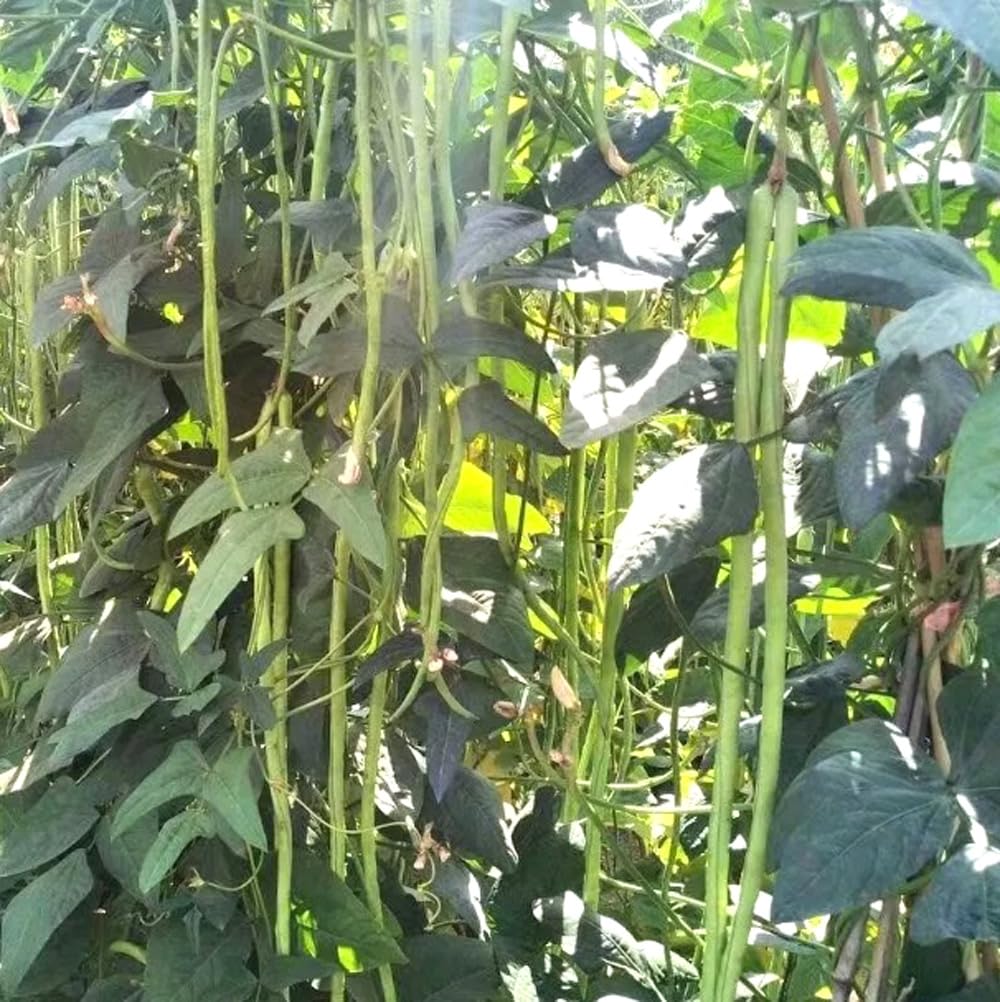 Bulborium Yard Long Bean Seeds harvest-ready pods on a sunny garden trellis.