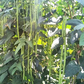 Bulborium Yard Long Bean Seeds harvest-ready pods on a sunny garden trellis.