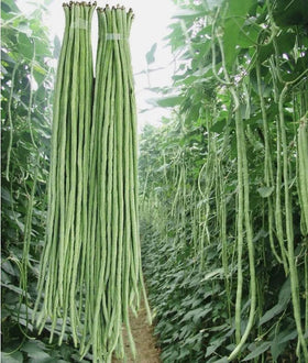 Bulborium Yard Long Bean Seeds pack front, showcasing non-GMO heirloom variety for home gardens.