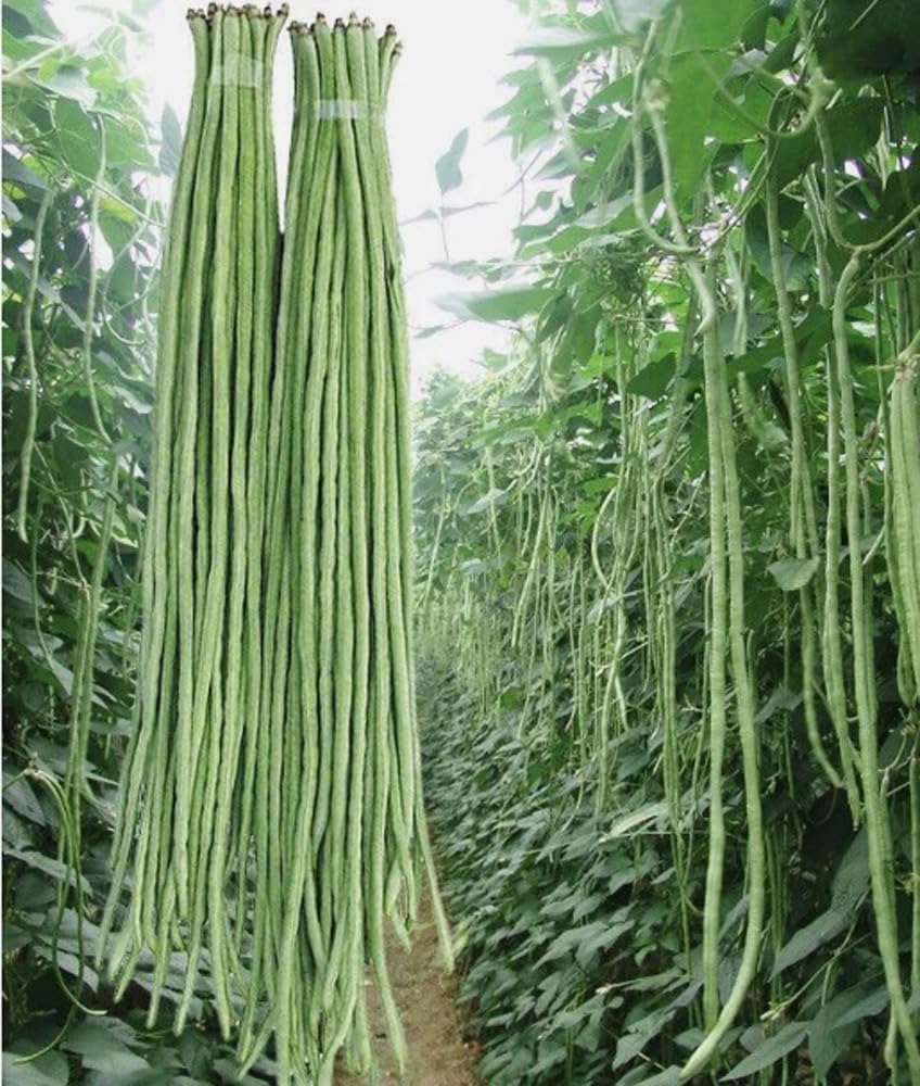 Bulborium Yard Long Bean Seeds pack front, showcasing non-GMO heirloom variety for home gardens.