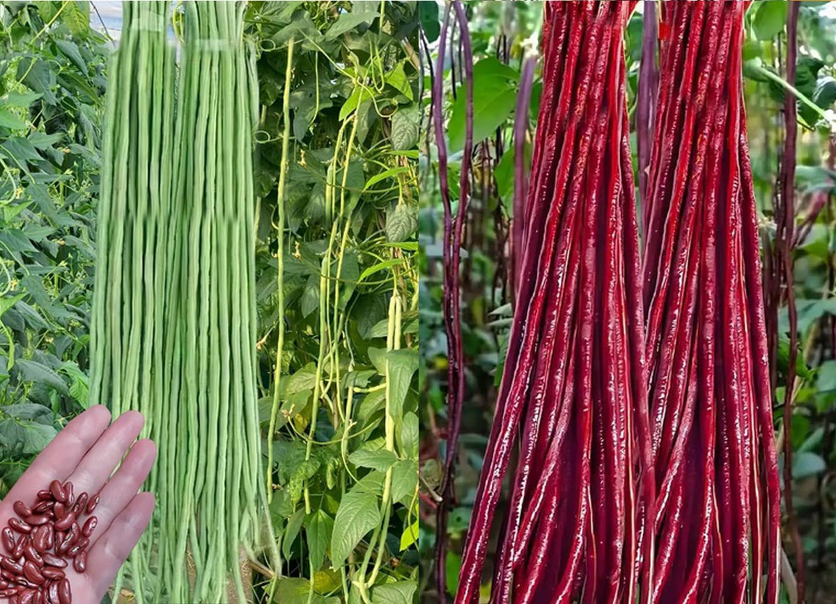 BULBORIUM yard long bean seeds pack for home gardens, ideal for fresh garden beans.