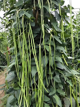 Bulborium Yard Long Bean Seeds being planted in rich soil under bright sun for strong growth.