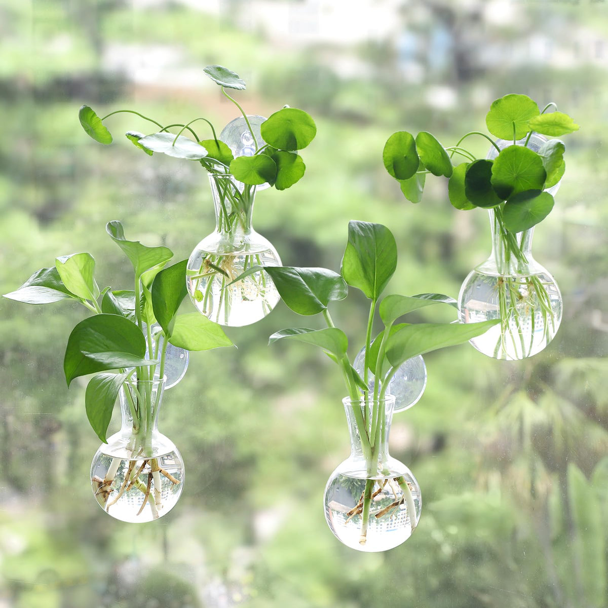 Bunmery window propagation stations with suction cups for easy garden displays on glass