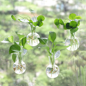 Bunmery window propagation stations with suction cups for easy garden displays on glass