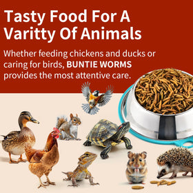 BUNTIE WORMS BSF dried larvae delicious-chicken-treat: flavor that keeps flocks engaged