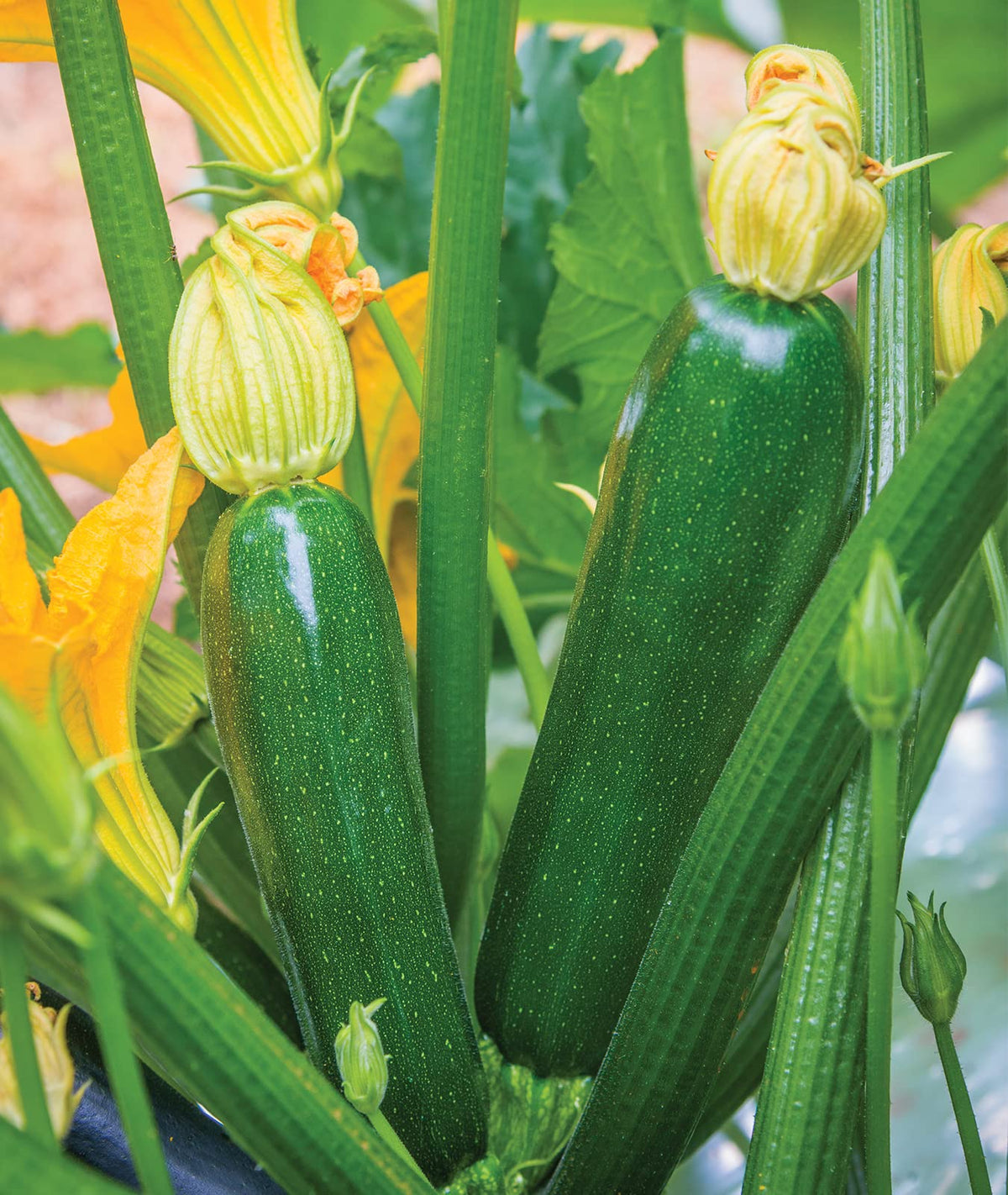 Burpee Best zucchini close-up reveals deep-green skin and freshness.
