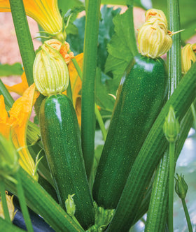 Burpee Best zucchini close-up reveals deep-green skin and freshness.
