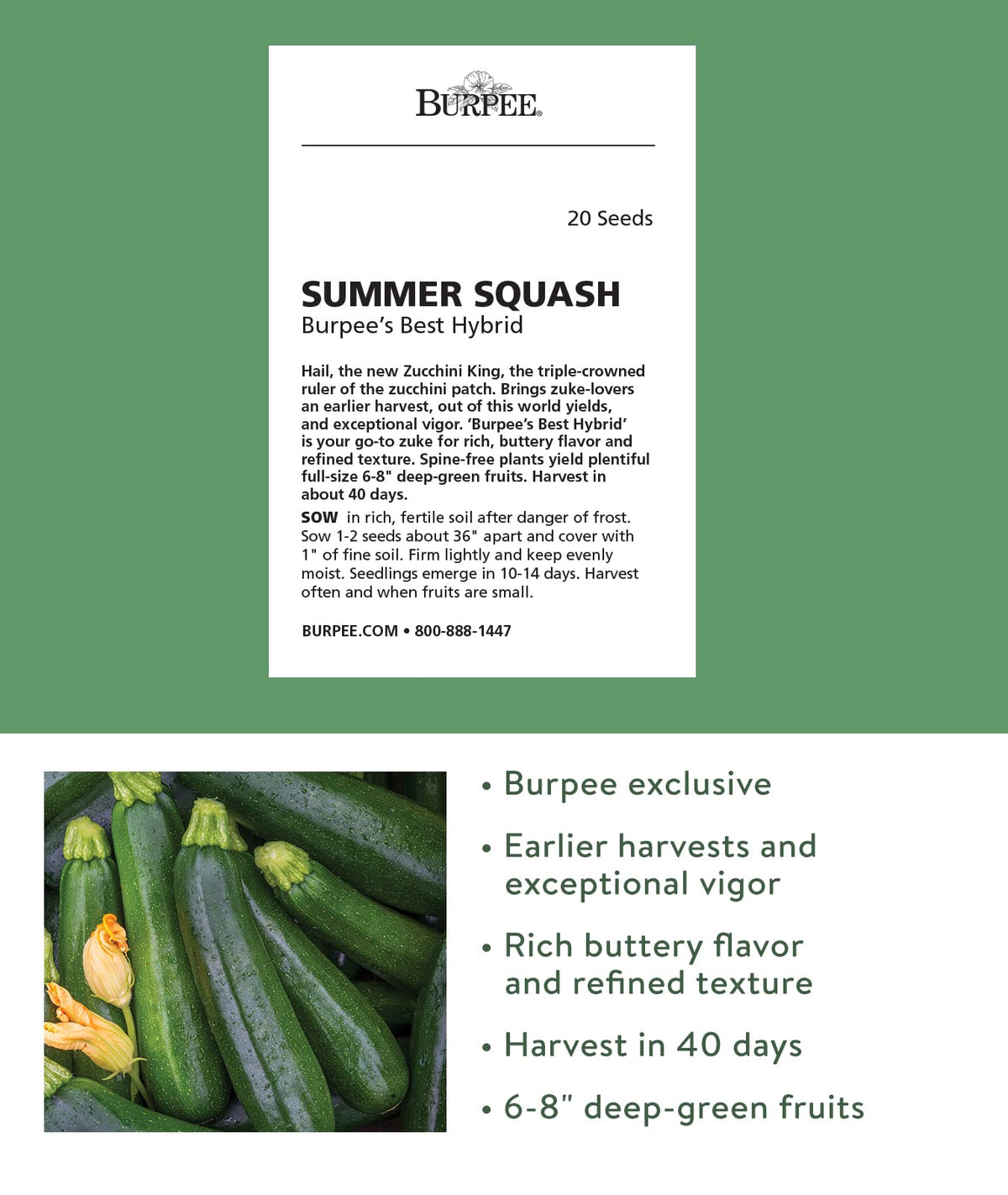 Burpee Best zucchini 6-8 inch fruits; deep green skin ideal for grilling.