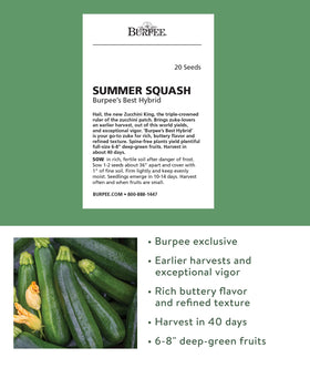 Burpee Best zucchini 6-8 inch fruits; deep green skin ideal for grilling.