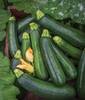 Burpee Best zucchini seed pack for home gardens; non-GMO with reliable germination.