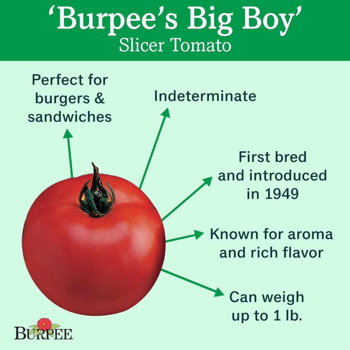 Burpee Big Boy seeds indoors start a robust tomato harvest