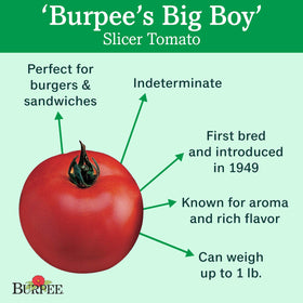Burpee Big Boy seeds indoors start a robust tomato harvest