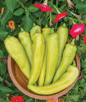 Burpee Blazing Banana seeds packet for quick-start hot pepper gardening.