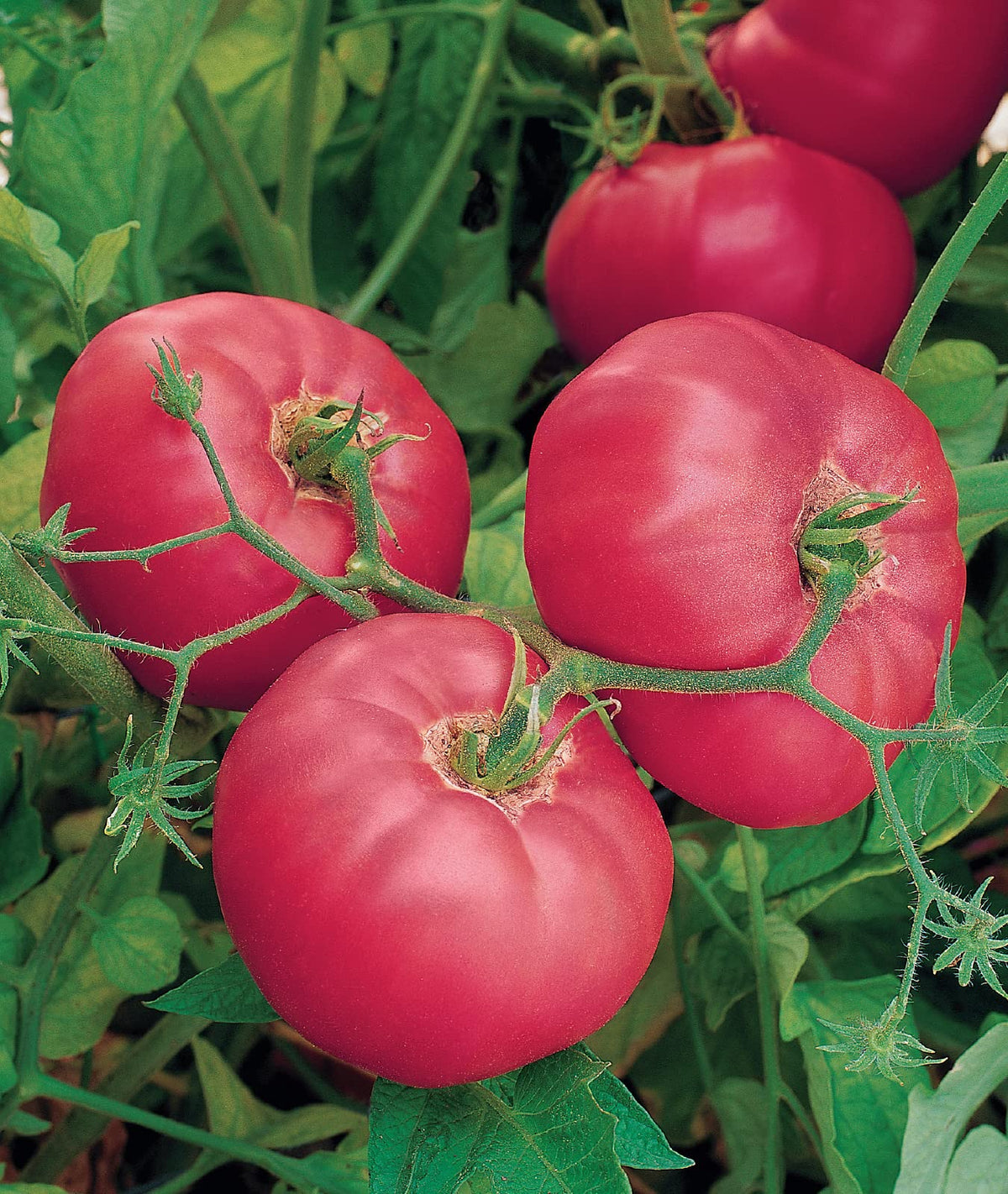 Burpee Brandy Boy large red beefsteak tomato ready for slicing