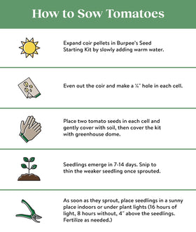 Burpee Brandy Boy seed pack with 35 non-GMO seeds for home gardens