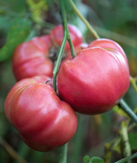 Burpee Brandy Boy flavor-rich tomato with classic Brandywine-inspired taste