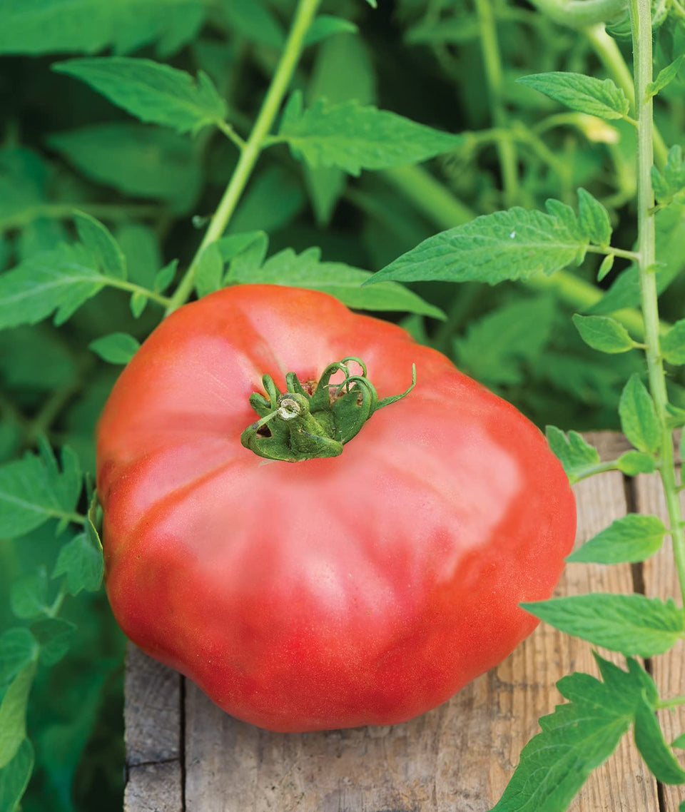 Burpee Brandy Boy tomato fruit with even ripening, ideal for uniform harvest