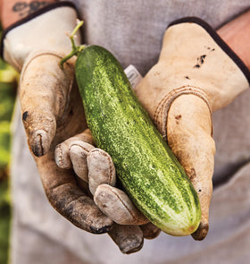 Harvest-ready Burpee Bush Champion cucumbers measuring 8–12 inches