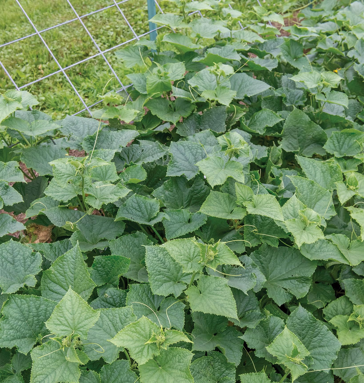 Compact growth habit of Burpee Bush Champion cucumber plant