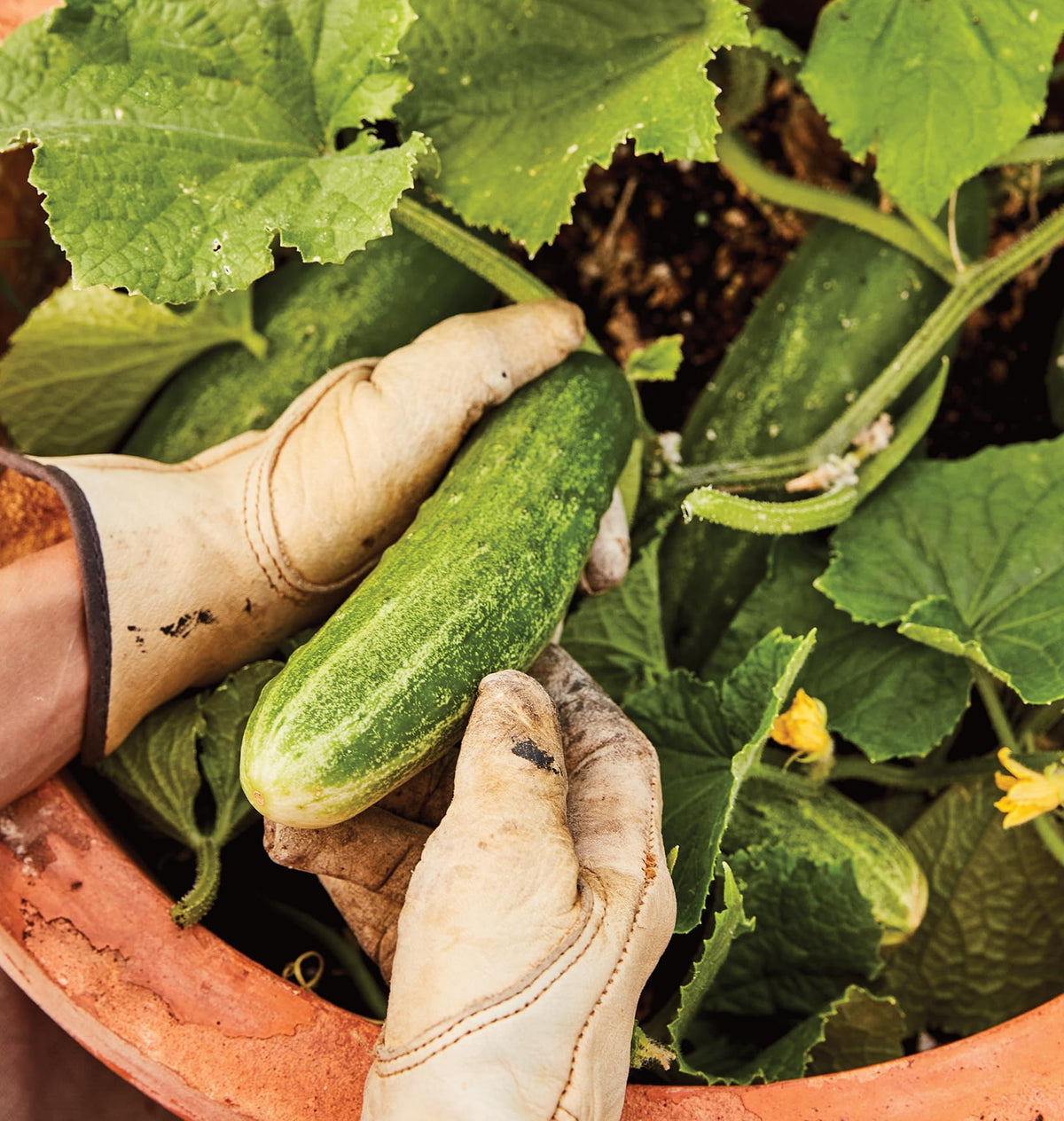 Burpee Bush Champion container garden setup with thriving cucumber plants