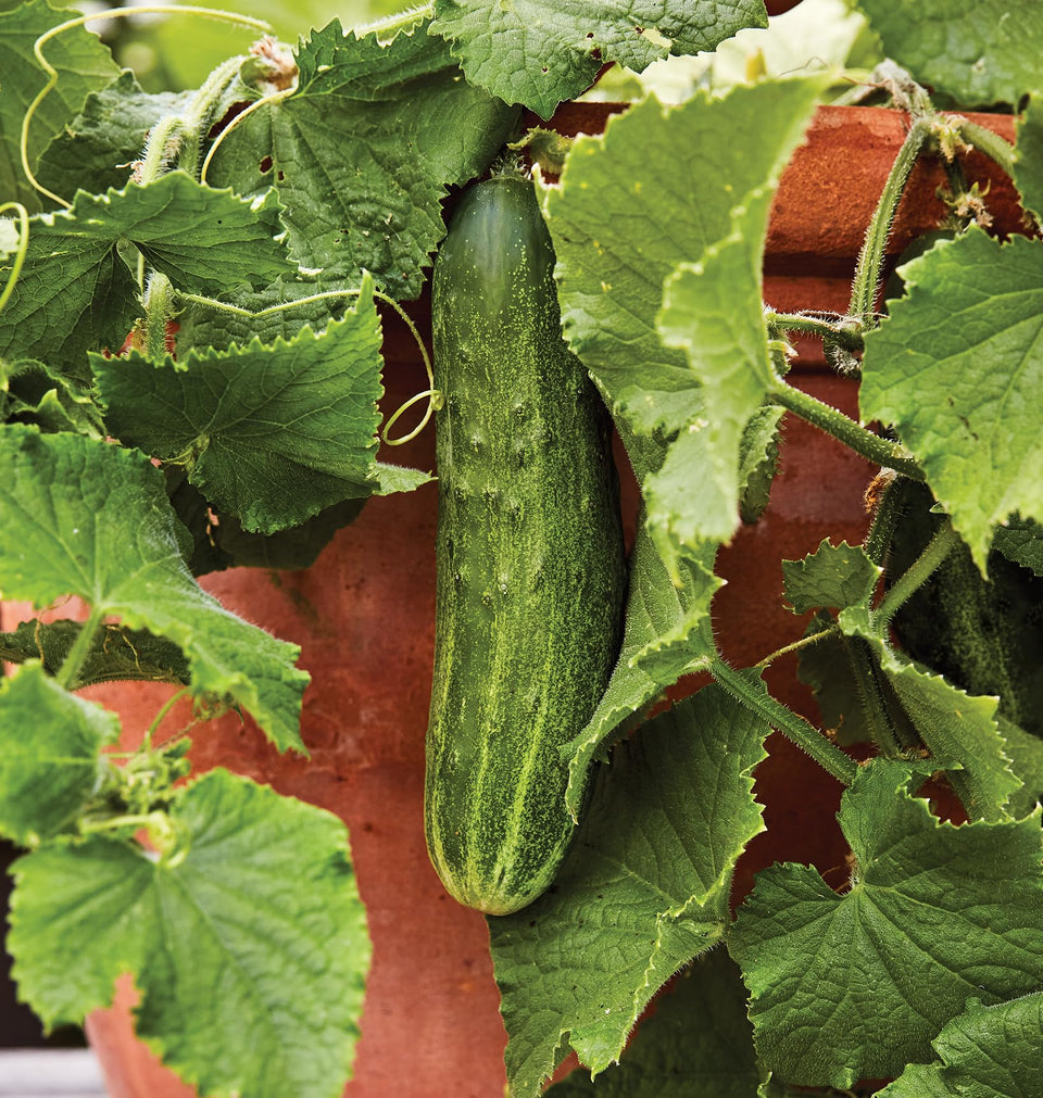 Burpee Bush Champion cucumber seeds pack for balcony containers