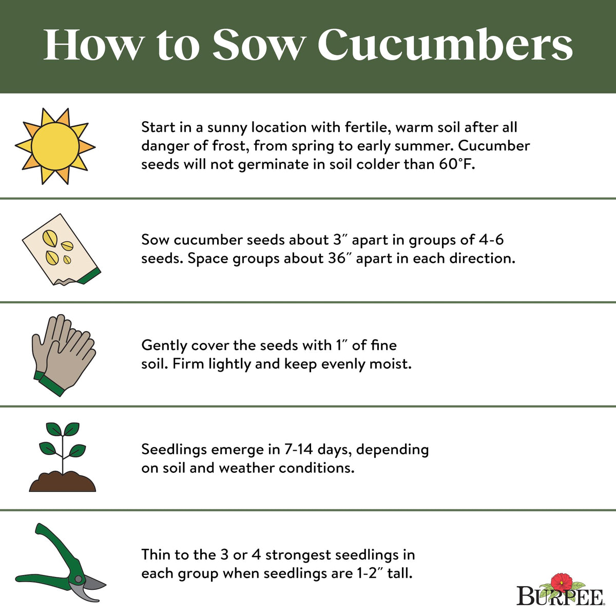 Direct sowing Burpee Bush Champion cucumber seeds in prepared soil