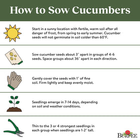 Direct sowing Burpee Bush Champion cucumber seeds in prepared soil