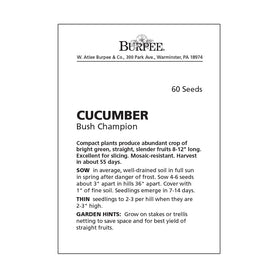 Sunlit Burpee Bush Champion cucumber growing in a garden bed
