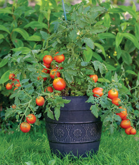 Burpee Bush Early Girl seed pack ready for home garden planting