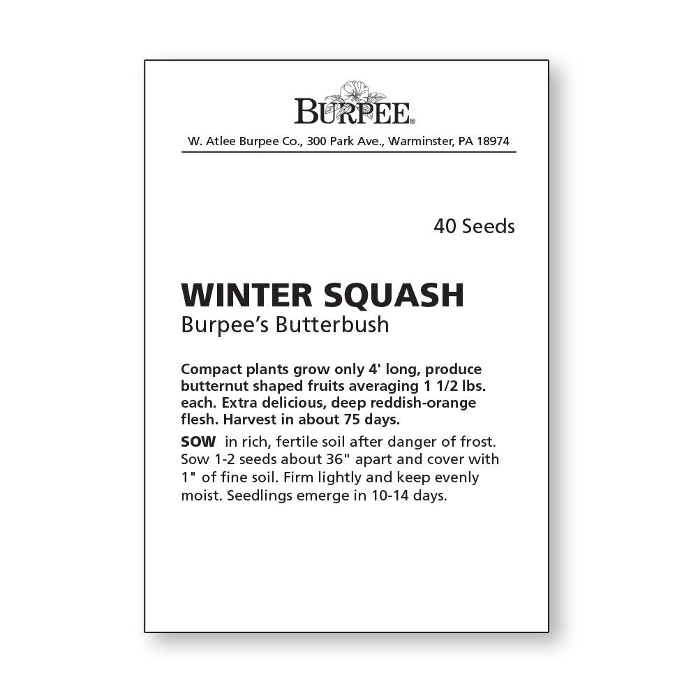 Burpee Butterbush winter squash fruit harvest showing large, sweet squash ideal for pies