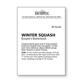 Burpee Butterbush winter squash fruit harvest showing large, sweet squash ideal for pies