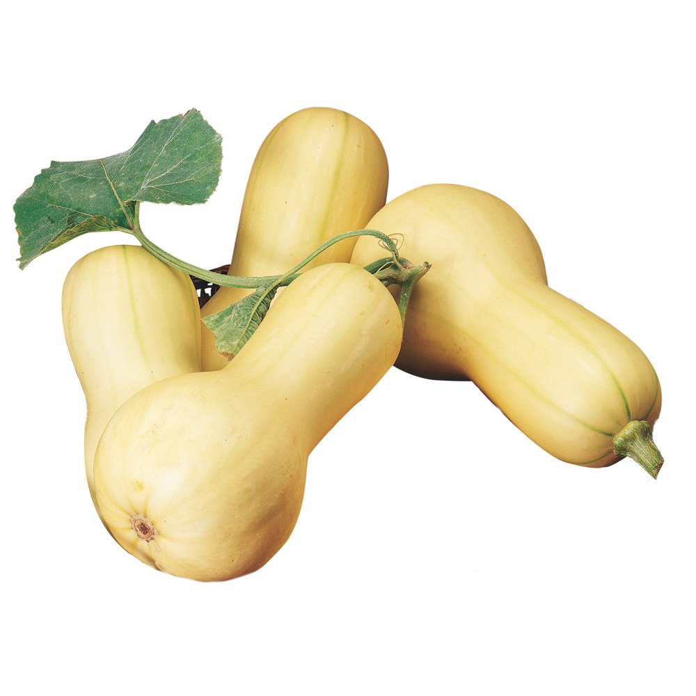 Burpee Butterbush squash seeds pack for compact garden sowing with clear planting guidance