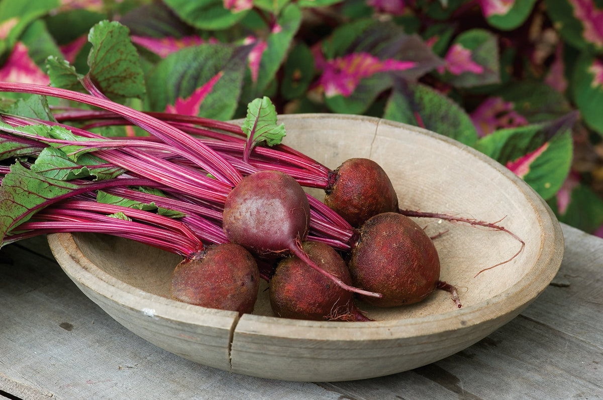 Burpee Detroit Dark Red Beet Seed Tape ready for planting in a sunny bed