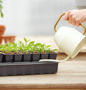 Burpee dome cover creates a warm microclimate for faster germination.