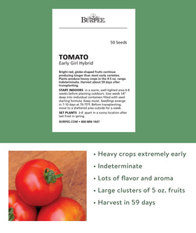 Burpee Early Girl tomato plants in a home garden for a steady summer harvest.