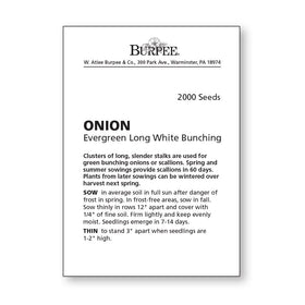 Harvest-ready 60-120 day onions from Burpee Evergreen seeds for fresh home meals.