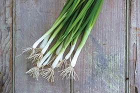 Young Burpee Evergreen onions in a sunny bed ready for harvest.