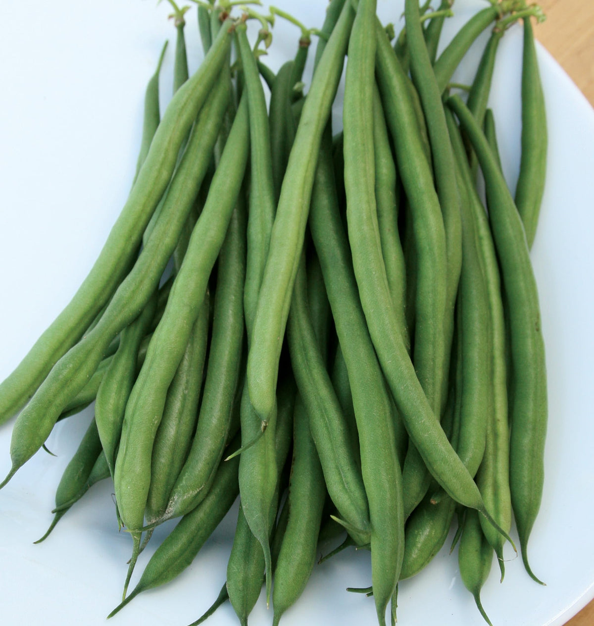 Burpee French Filet bean plants thriving in sun, early yields and compact habit.