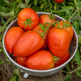 Disease-resistant Gladiator vines thrive in home gardens.