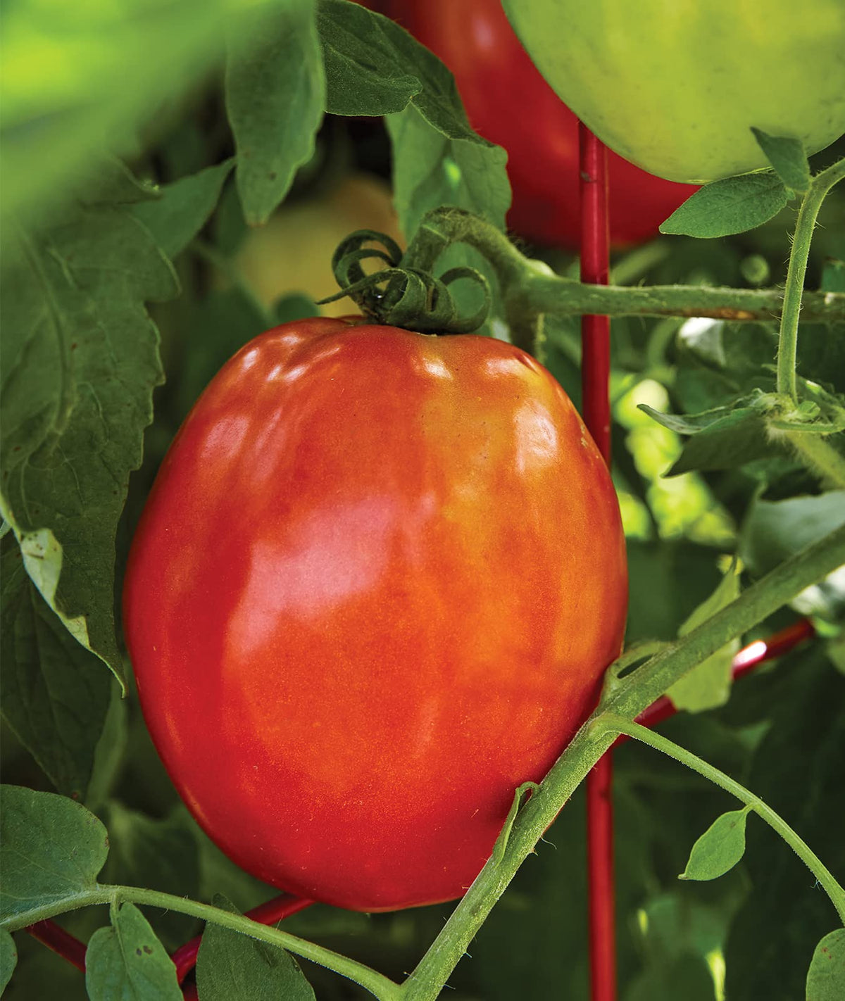 Harvest-ready 8 oz Roma tomatoes from Gladiator plants.