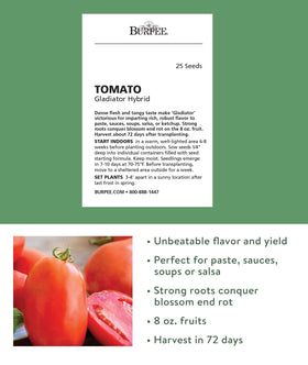 Gladiator roma tomatoes on the vine show dense flesh ready for sauces.