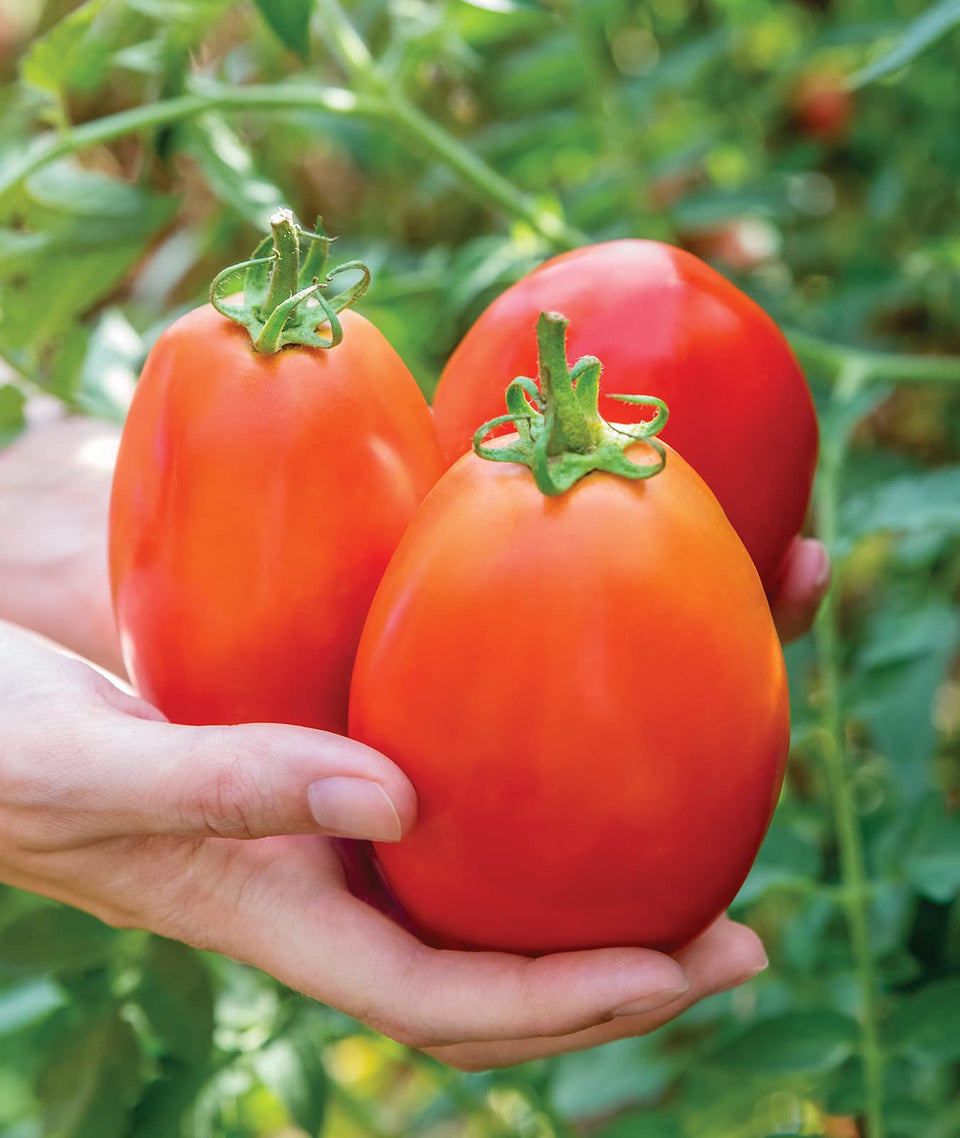 Burpee Gladiator seed packet with 25 non-GMO seeds for reliable home gardening.