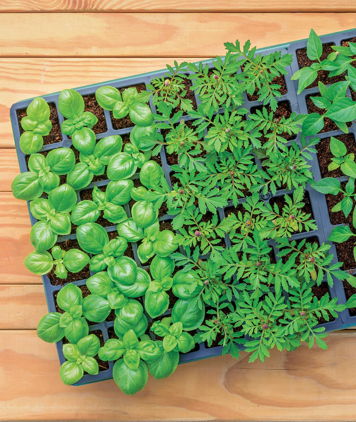 Burpee 4-inch plant markers labeling seed varieties clearly