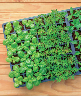 Burpee 4-inch plant markers labeling seed varieties clearly