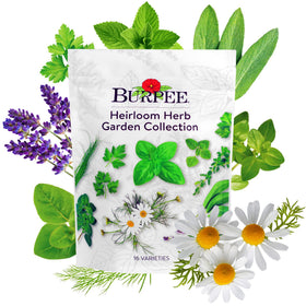 Burpee Heirloom Basil seeds for fresh sauces and fragrant indoor pots.