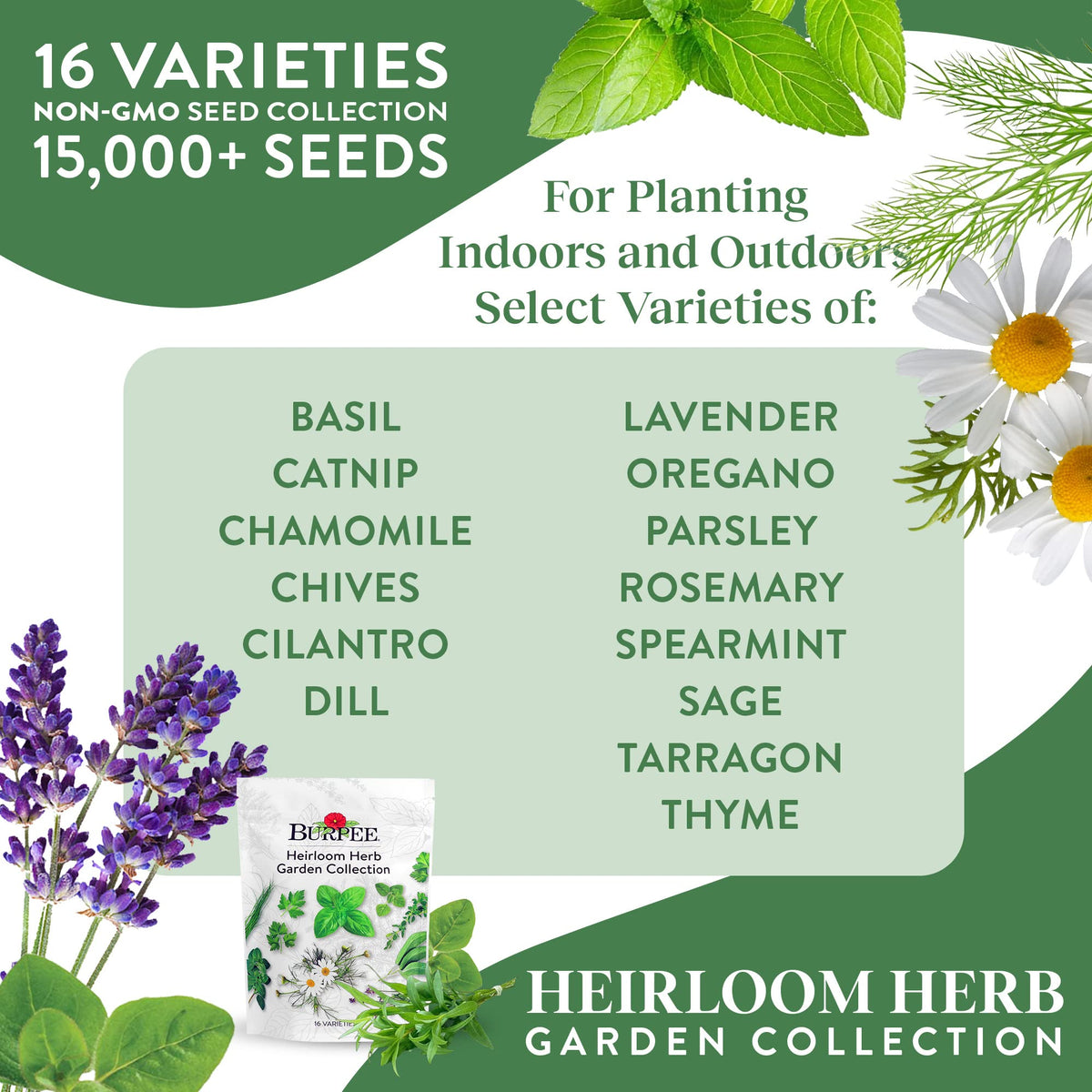 Burpee Heirloom Cilantro seeds for bright salsas and herb beds.