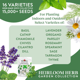 Burpee Heirloom Cilantro seeds for bright salsas and herb beds.
