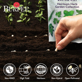Burpee Heirloom Dill seeds for tangy toppings and fresh garnishes.